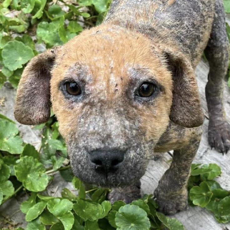 Pepper, Adoptable, Young Female Hound & Labrador Retriever.