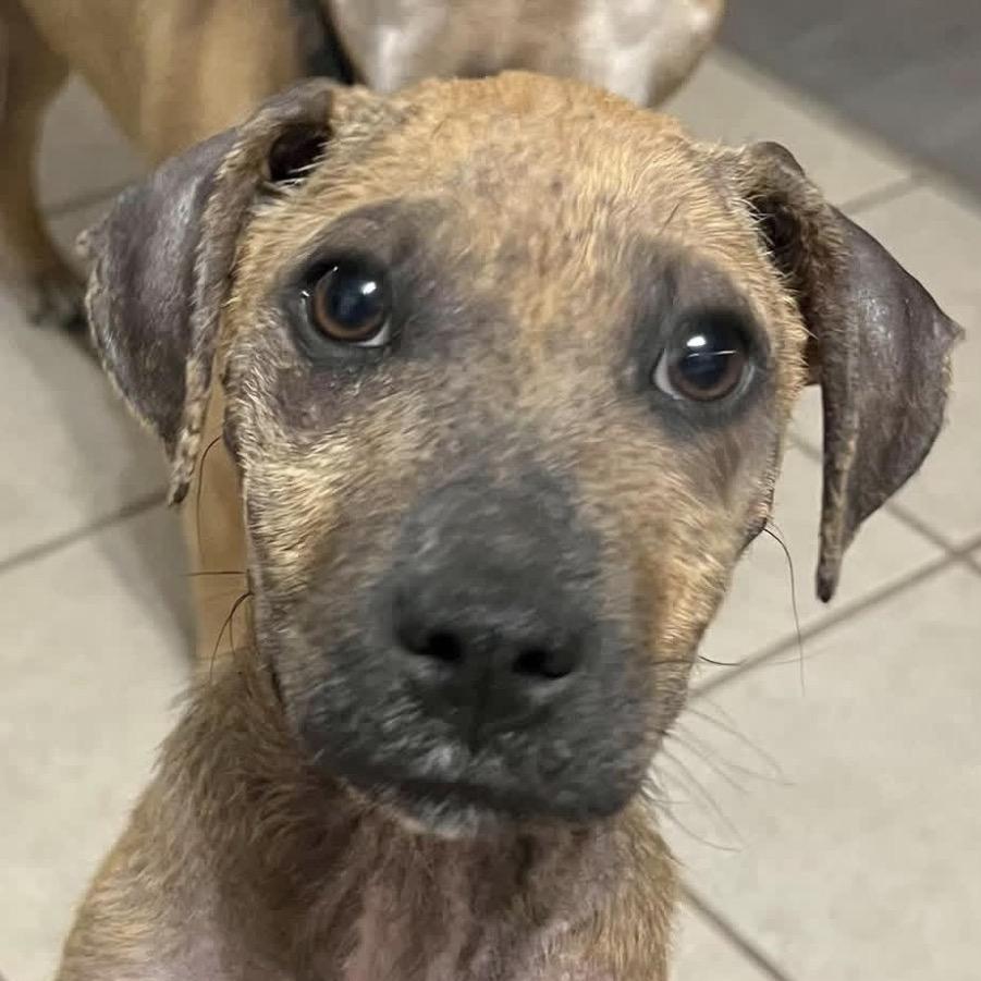 Enlarge Pepper, a Adoptable mixed breed in Jacksonville, FL image 2/6