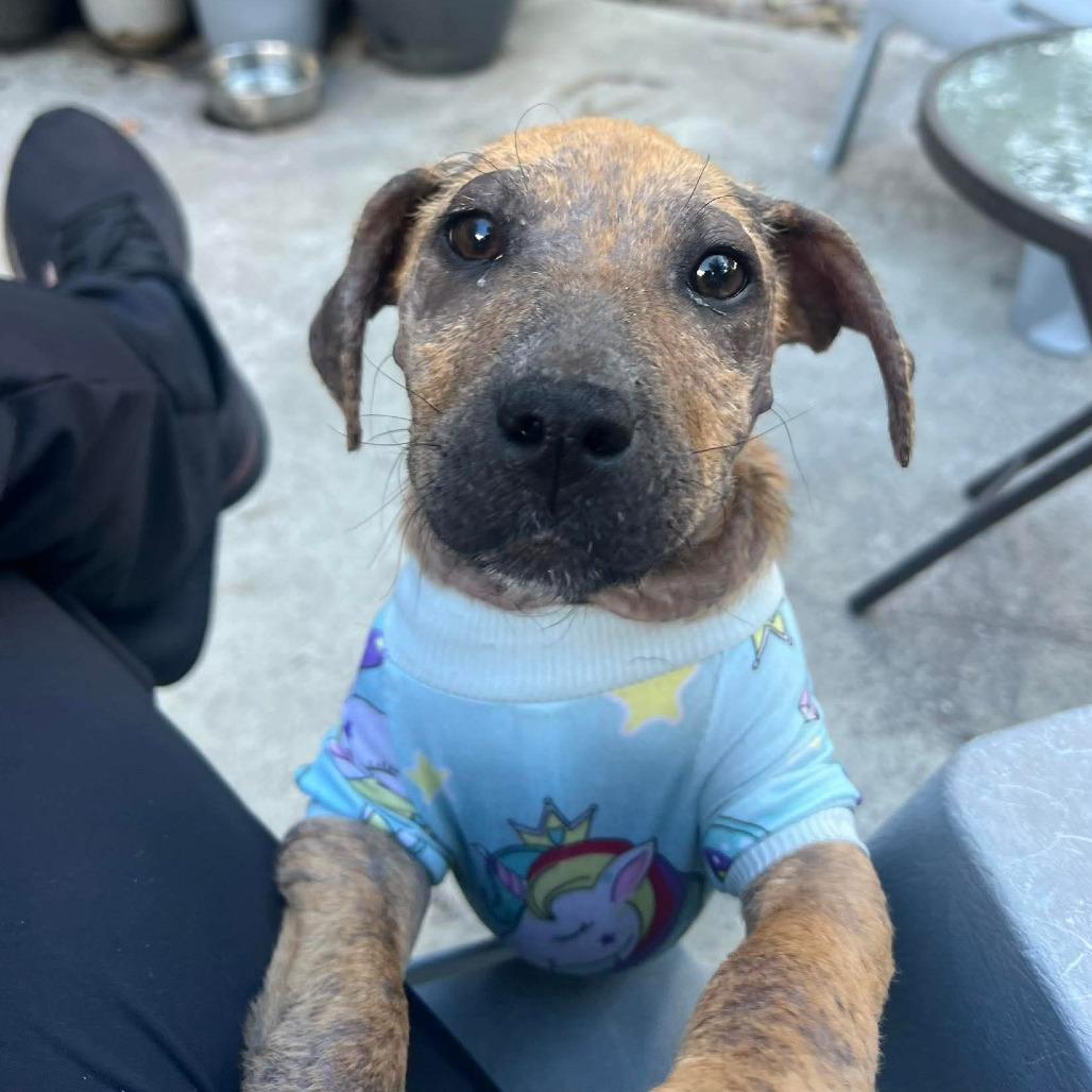 Enlarge Pepper, a Adoptable mixed breed in Jacksonville, FL image 3/6