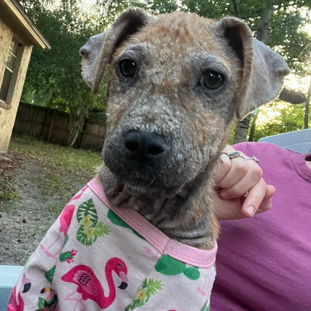 Enlarge Pepper, a Adoptable mixed breed in Jacksonville, FL image 5/6