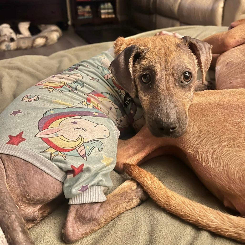 Enlarge Pepper, a Adoptable mixed breed in Jacksonville, FL image 6/6