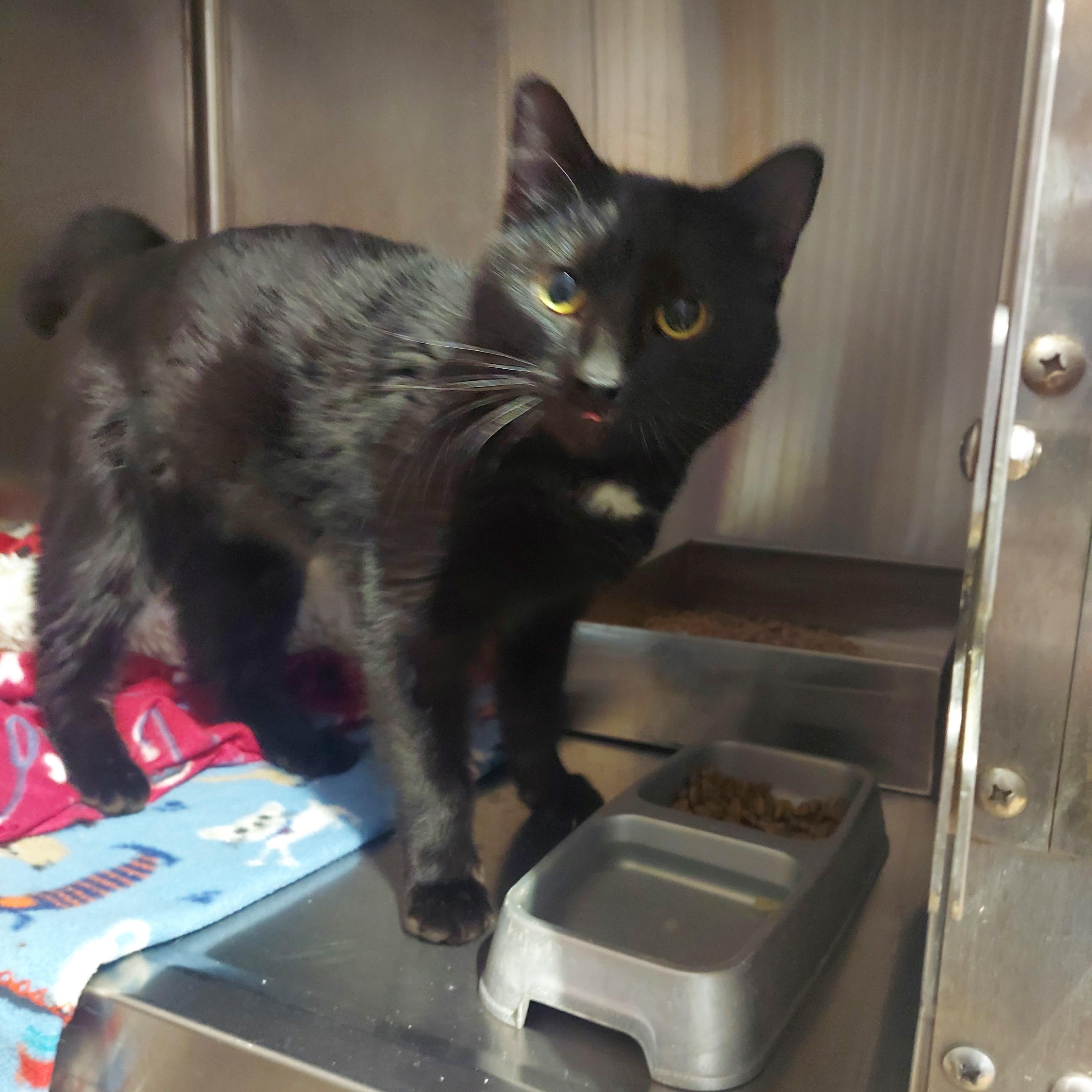 Enlarge #8, a ADOPTABLE mixed breed in Pawtucket, RI image 1/1