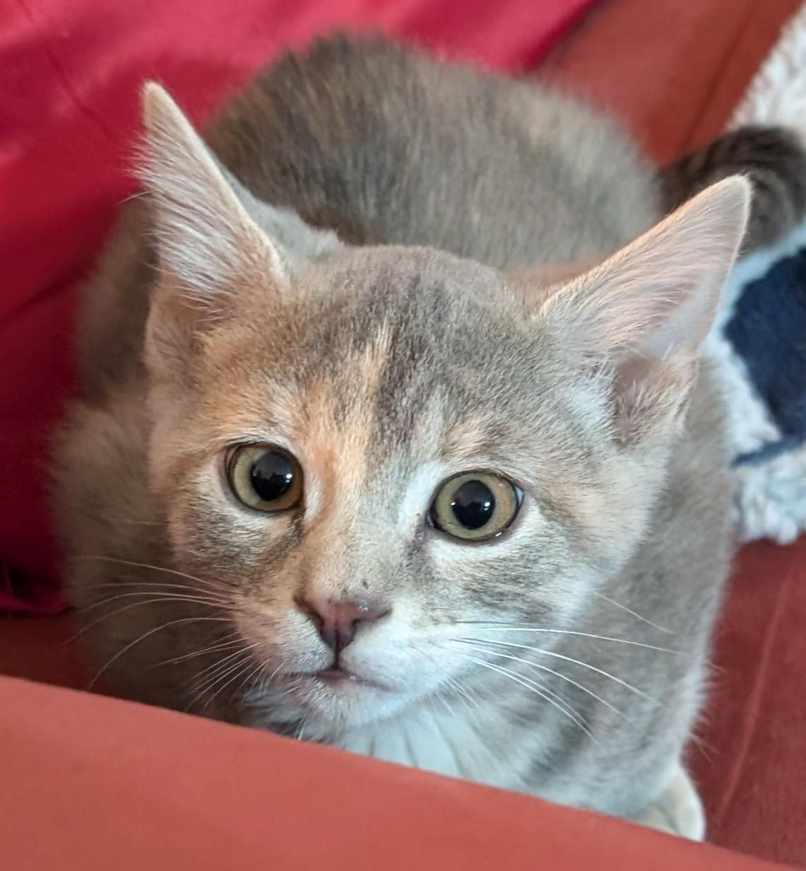 Sunkist-kj/ssb, ADOPTABLE, Kitten Female Domestic Short Hair.