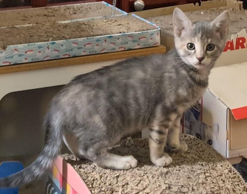 Enlarge Sunkist-kj/ssb, a ADOPTABLE mixed breed in Burlington, WA image 5/6