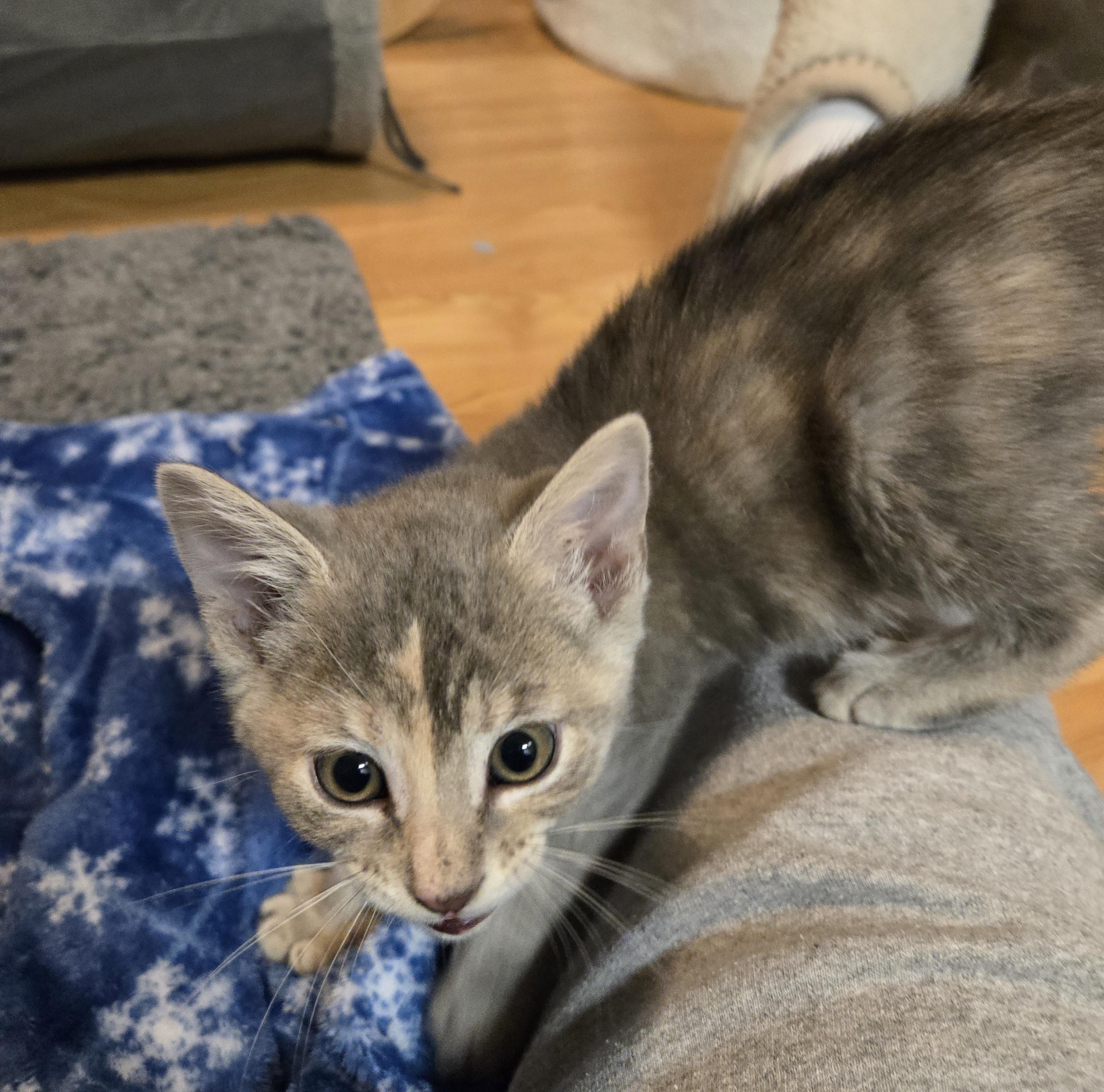 Enlarge Sunkist-kj/ssb, a ADOPTABLE mixed breed in Burlington, WA image 2/6