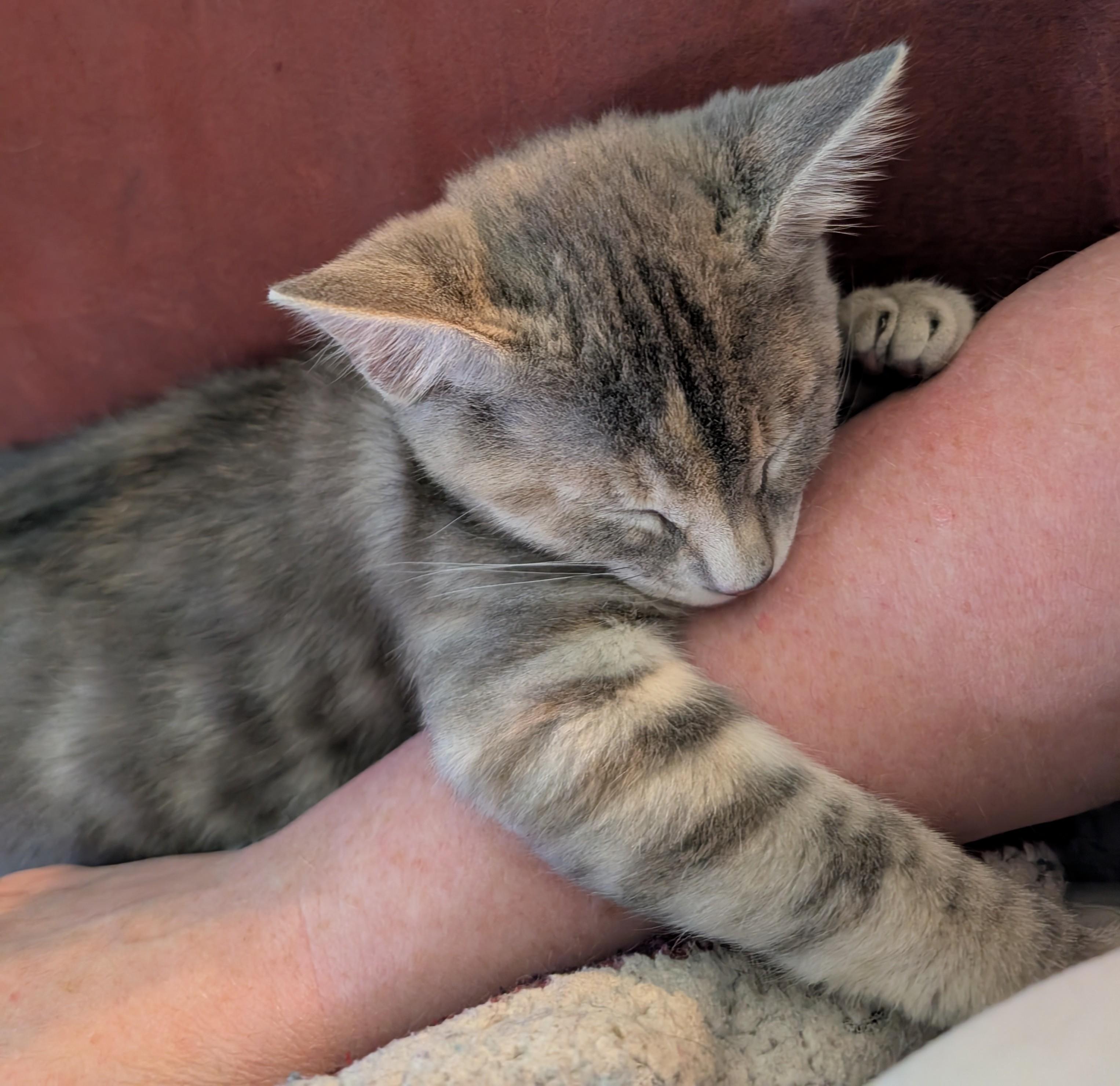 Enlarge Sunkist-kj/ssb, an adopted mixed breed in Burlington, WA image 3/6