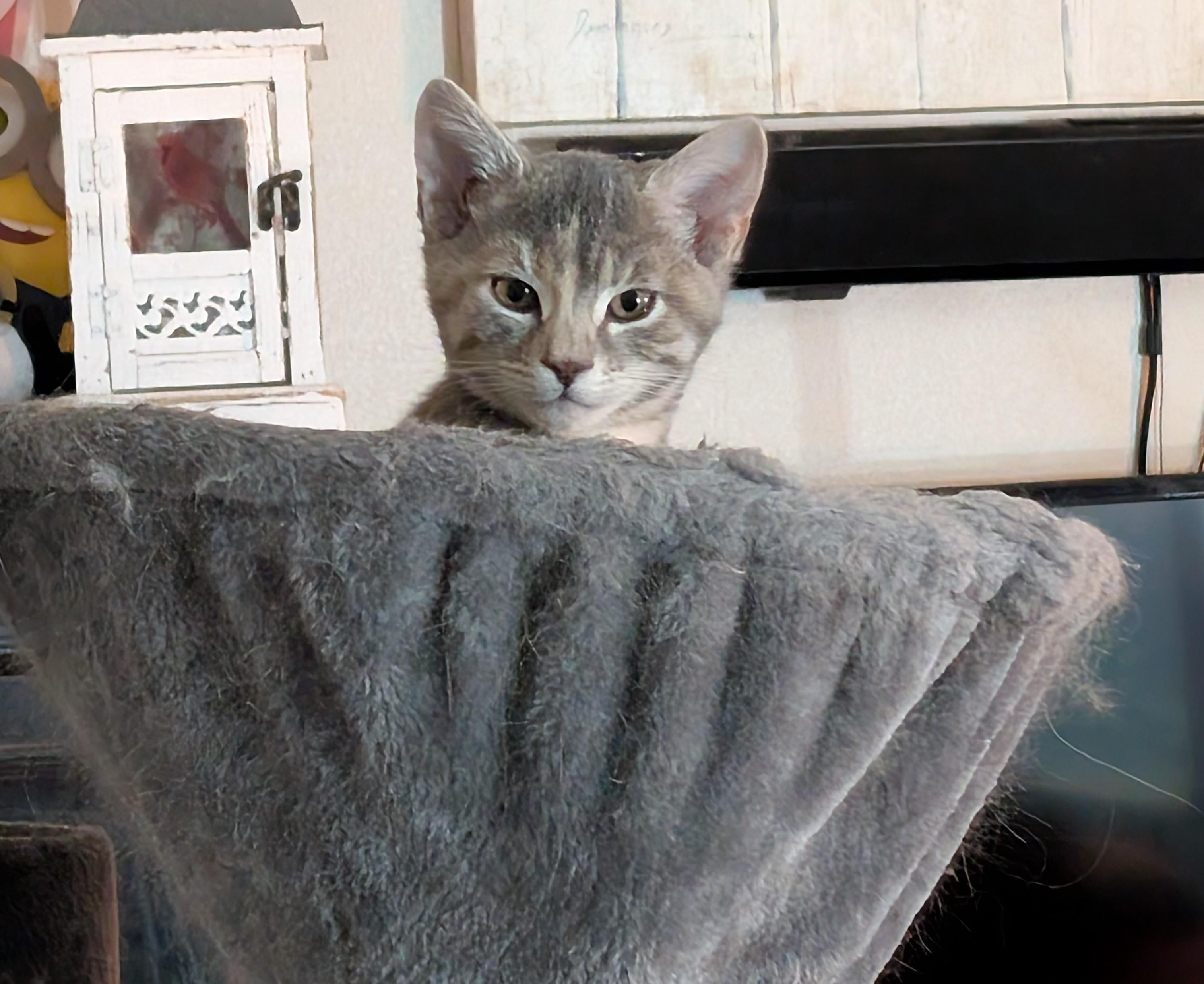 Enlarge Sunkist-kj/ssb, an adopted mixed breed in Burlington, WA image 2/6