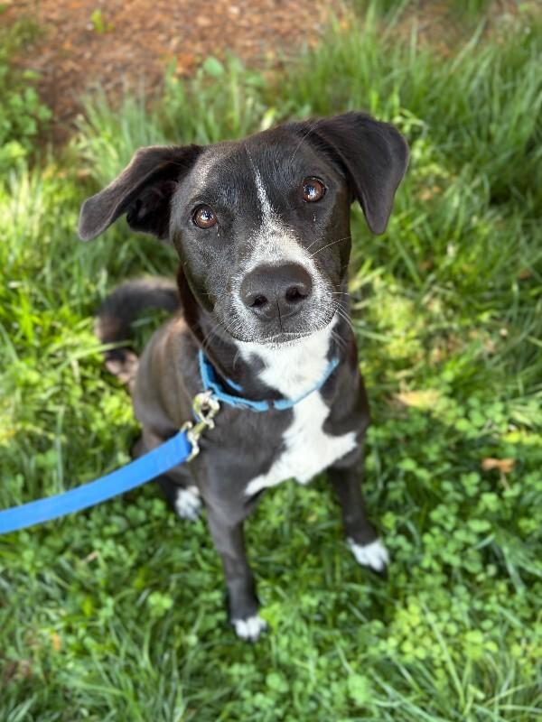 Ryan, Adoptable, Young Male Border Collie & Black Labrador Retriever.