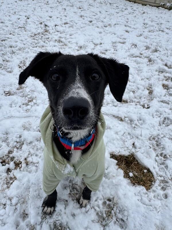 Enlarge Ryan, a Adoptable mixed breed in Berkeley Heights, NJ image 1/6