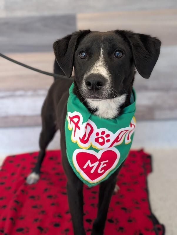 Enlarge Ryan, a Adoptable mixed breed in Berkeley Heights, NJ image 1/6