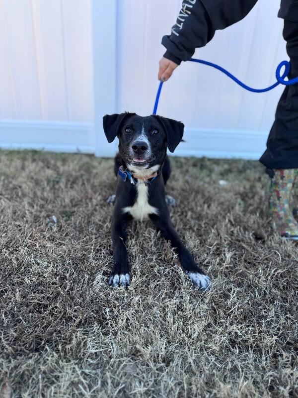 Ryan, Adoptable, Young Male Border Collie & Black Labrador Retriever.