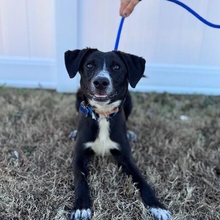 Enlarge Ryan, a Adoptable mixed breed in Berkeley Heights, NJ image 2/6