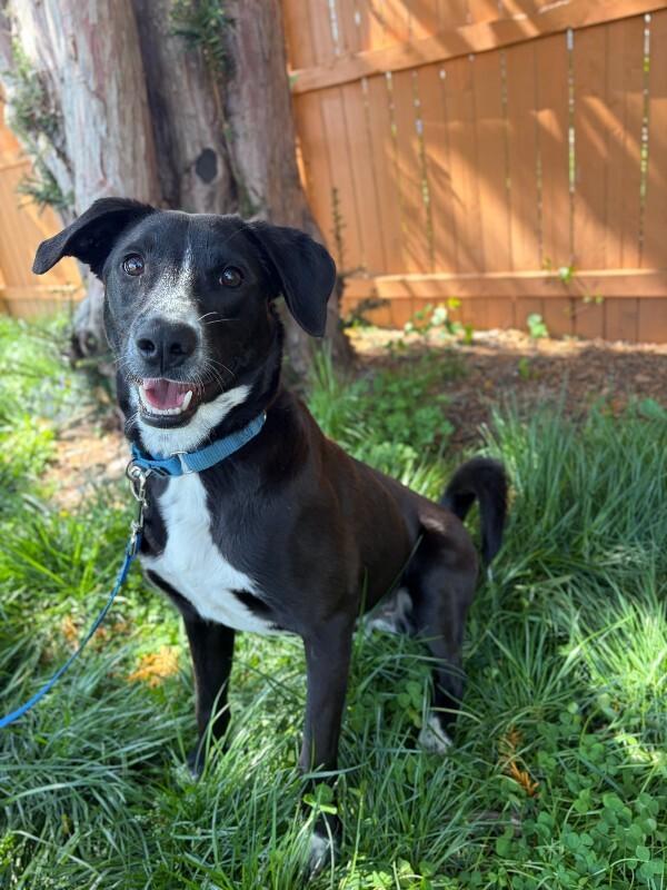 Enlarge Ryan, a Adoptable mixed breed in Berkeley Heights, NJ image 3/6