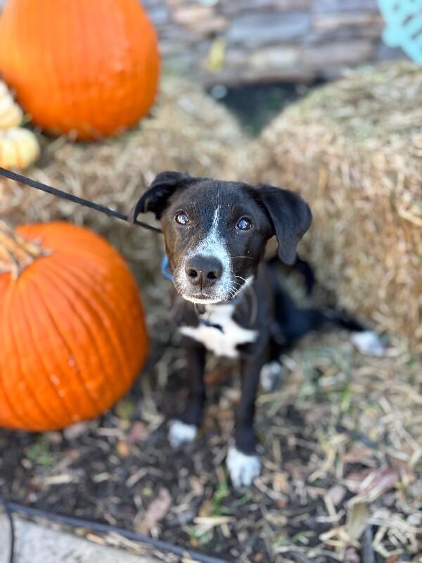 Ryan, Adoptable, Young Male Border Collie & Black Labrador Retriever.
