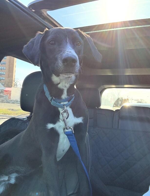 Enlarge Ryan, a Adoptable mixed breed in Berkeley Heights, NJ image 3/6