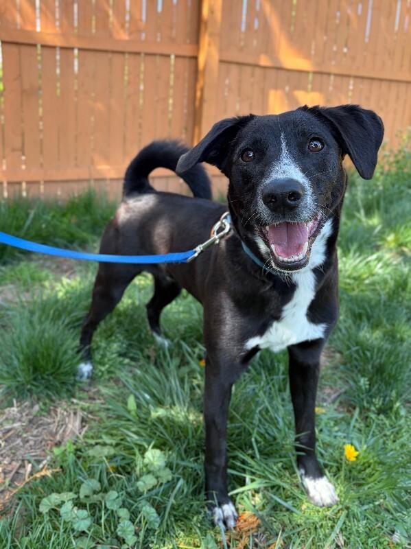 Enlarge Ryan, a Adoptable mixed breed in Berkeley Heights, NJ image 4/6