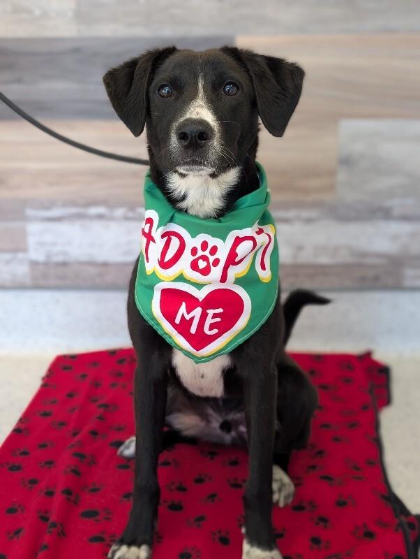 Enlarge Ryan, a Adoptable mixed breed in Berkeley Heights, NJ image 3/6