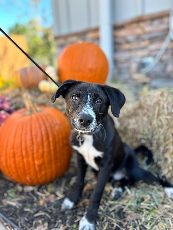 Enlarge Ryan, a Adoptable mixed breed in Berkeley Heights, NJ image 5/6