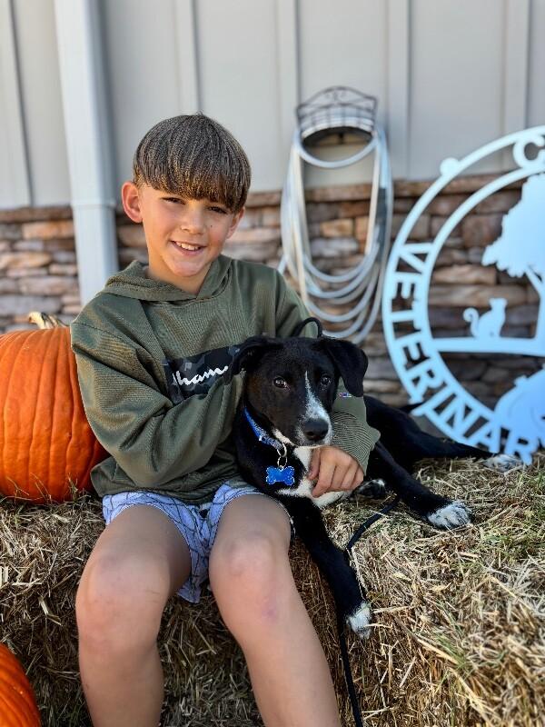 Ryan, a Adoptable mixed breed image 2/5