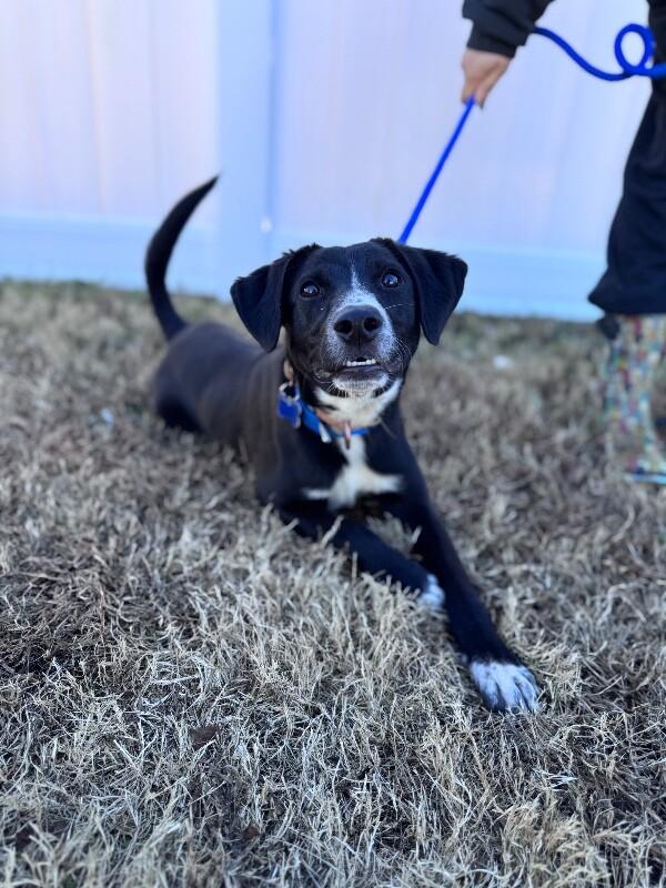 Enlarge Ryan, a Adoptable mixed breed in Berkeley Heights, NJ image 4/6