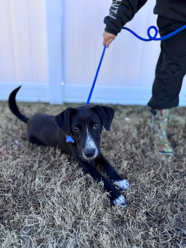 Enlarge Ryan, a Adoptable mixed breed in Berkeley Heights, NJ image 5/6