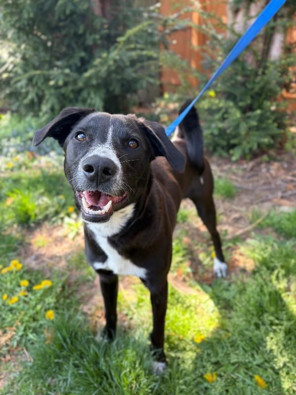 Enlarge Ryan, a Adoptable mixed breed in Berkeley Heights, NJ image 5/6