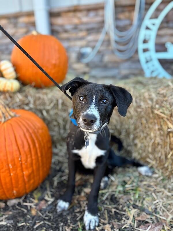Ryan, a Adoptable mixed breed image 4/5