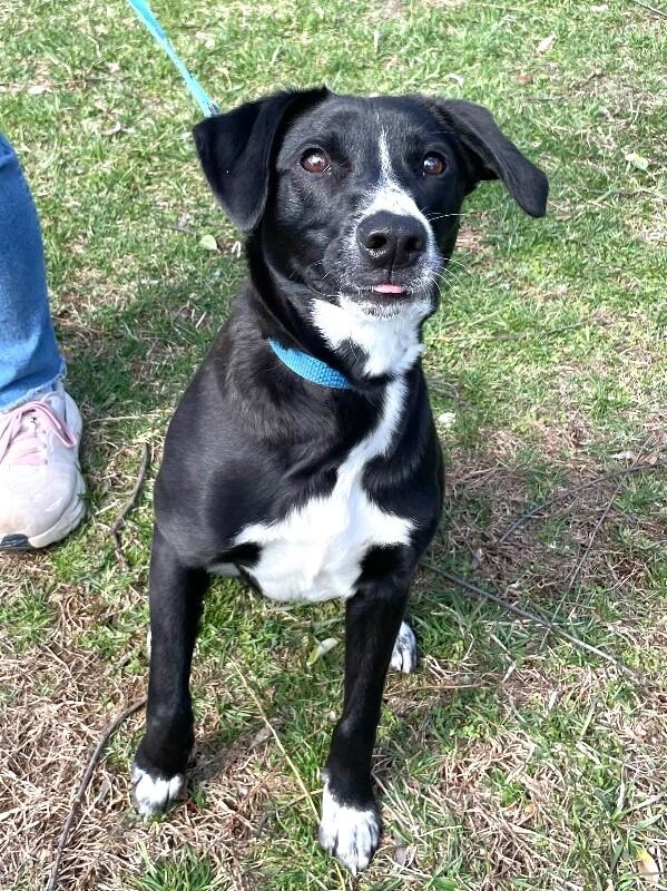 Enlarge Ryan, a Adoptable mixed breed in Berkeley Heights, NJ image 6/6