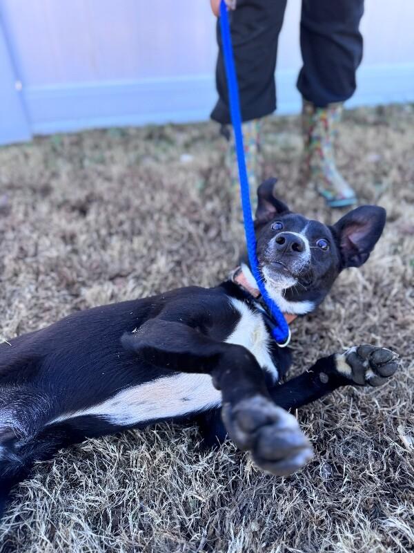 Enlarge Ryan, a Adoptable mixed breed in Berkeley Heights, NJ image 6/6