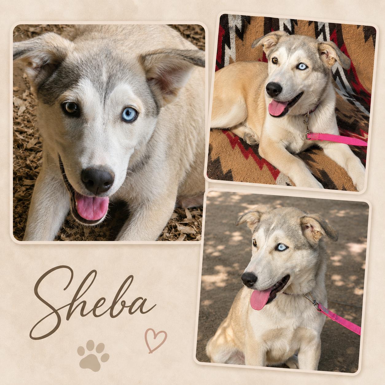 Sheba (foster to adopt), ADOPTABLE, Young Female Husky & Labrador Retriever.