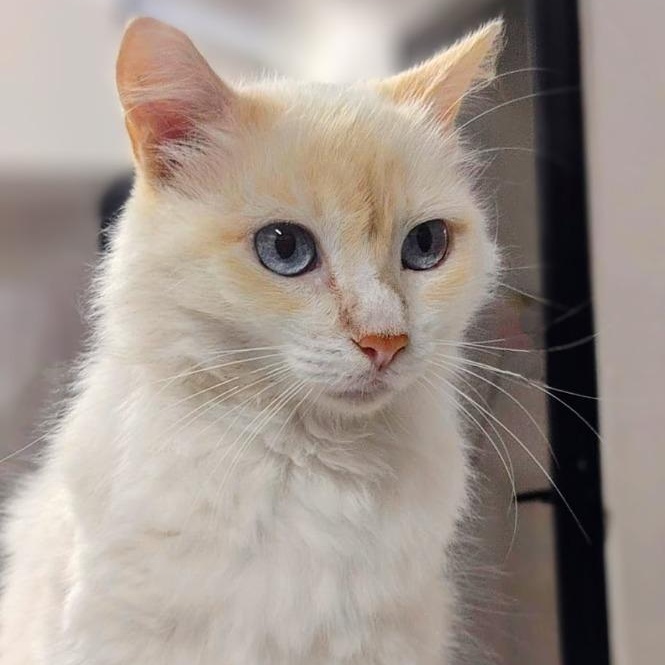 Chai — thumbnail 2