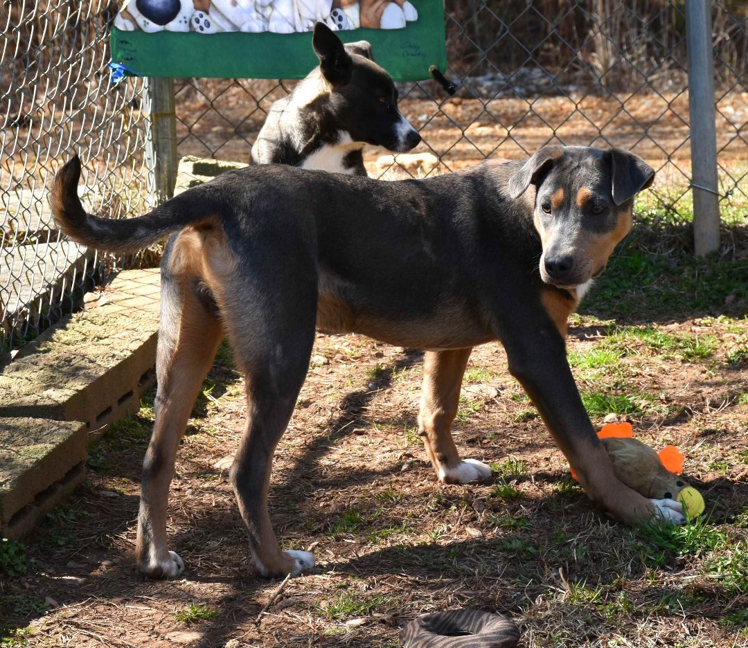Enlarge Cupid, a Adoptable mixed breed image 2/6
