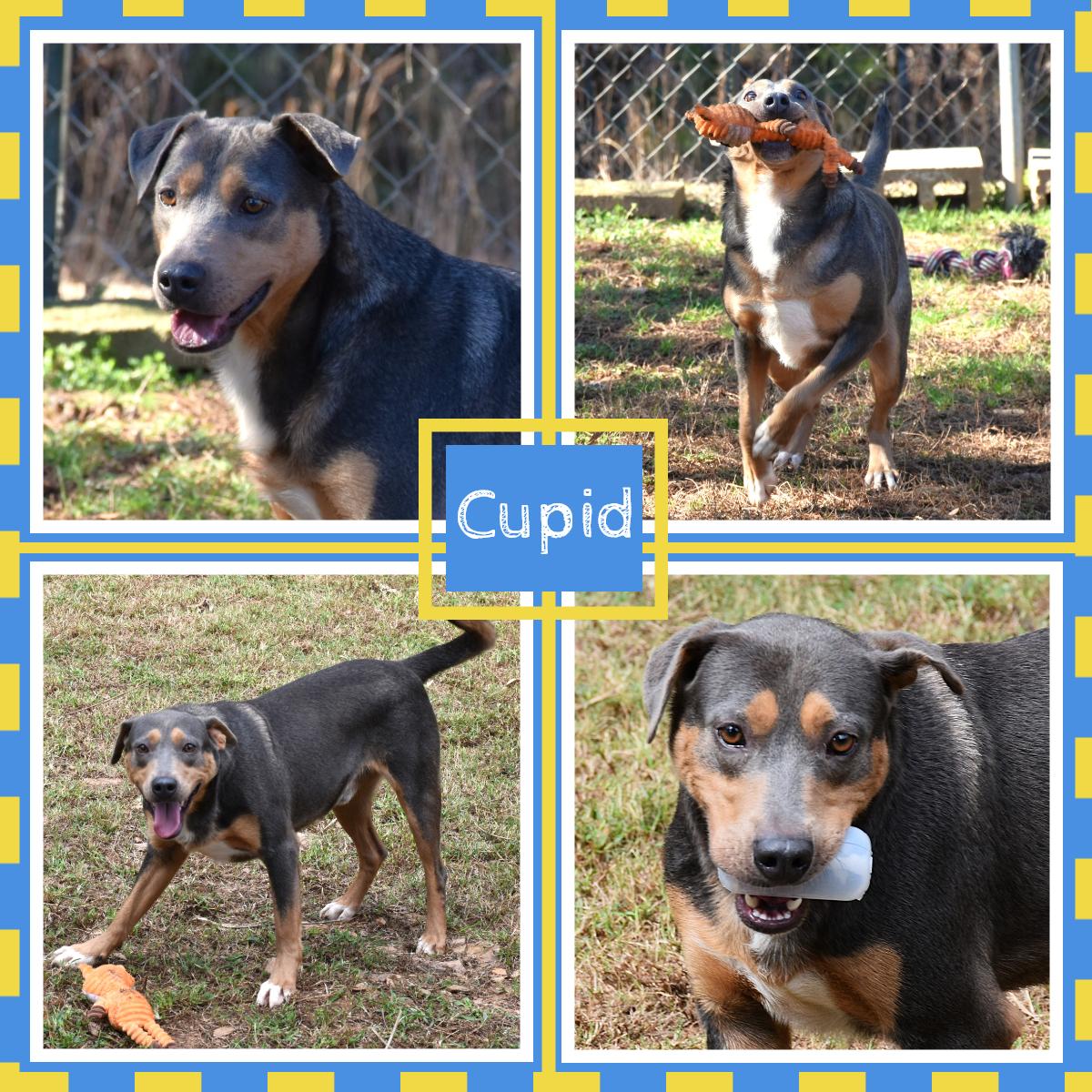 Cupid, Adoptable, Adult Male Labrador Retriever.