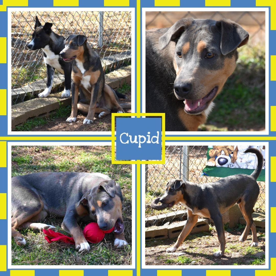 Enlarge Cupid, a Adoptable mixed breed image 1/6