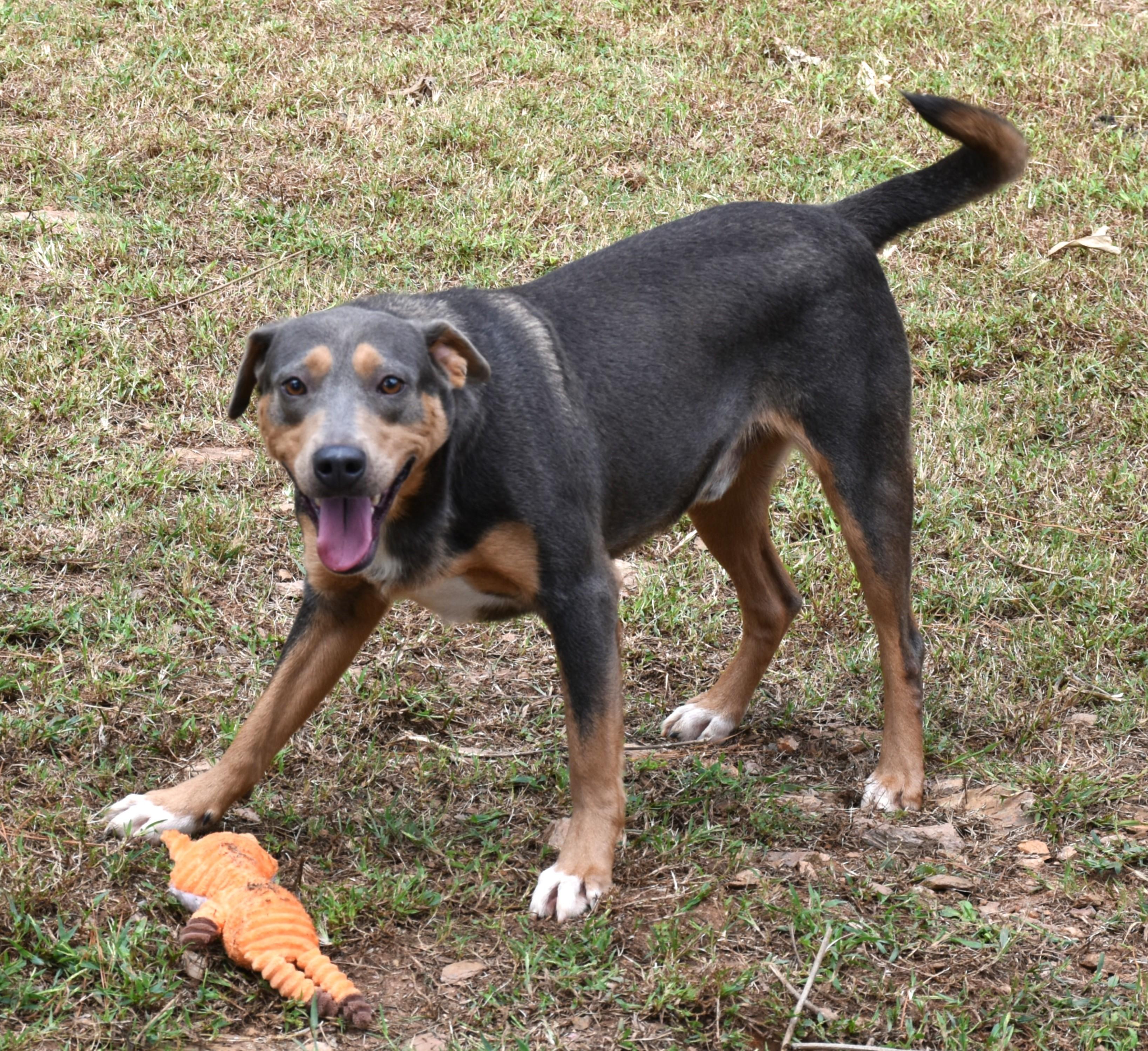 Enlarge Cupid, a Adoptable mixed breed in Wedowee, AL image 6/6