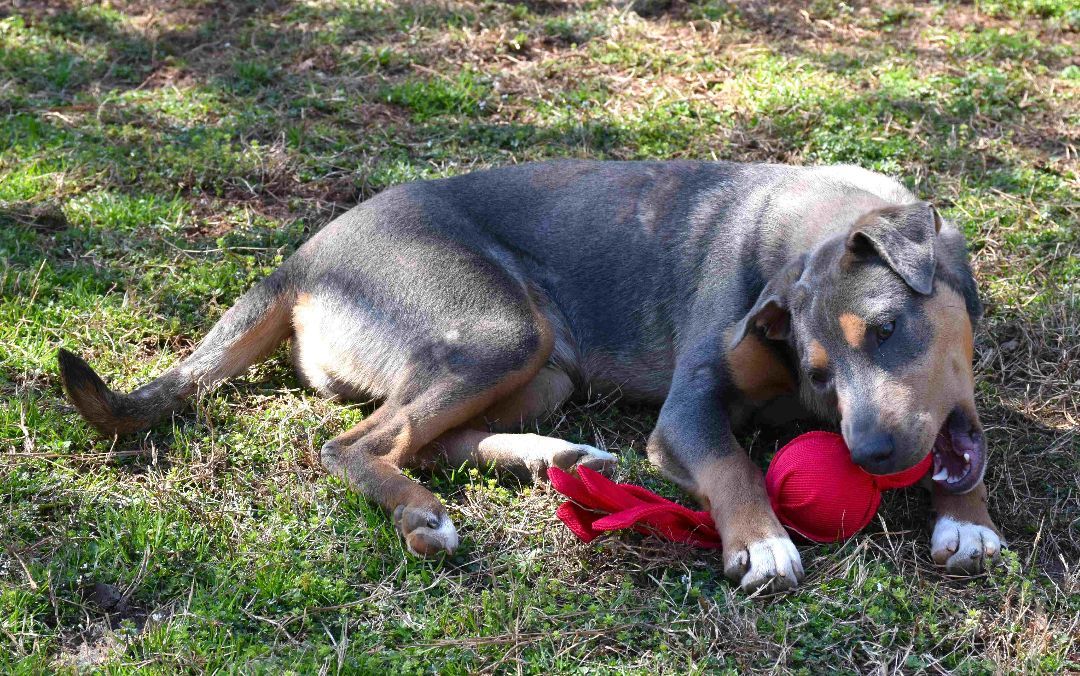 Enlarge Cupid, a Adoptable mixed breed image 3/6