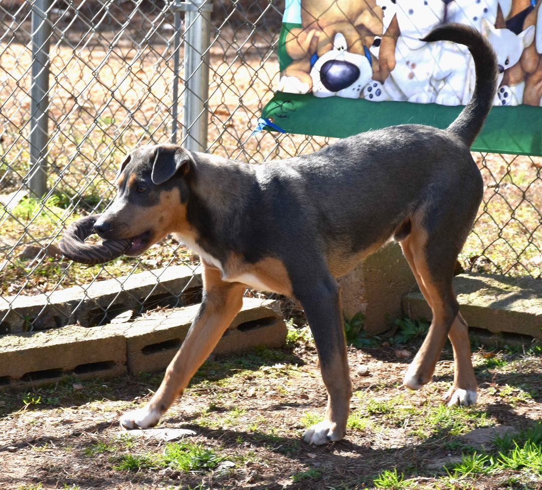Enlarge Cupid, a Adoptable mixed breed image 4/6
