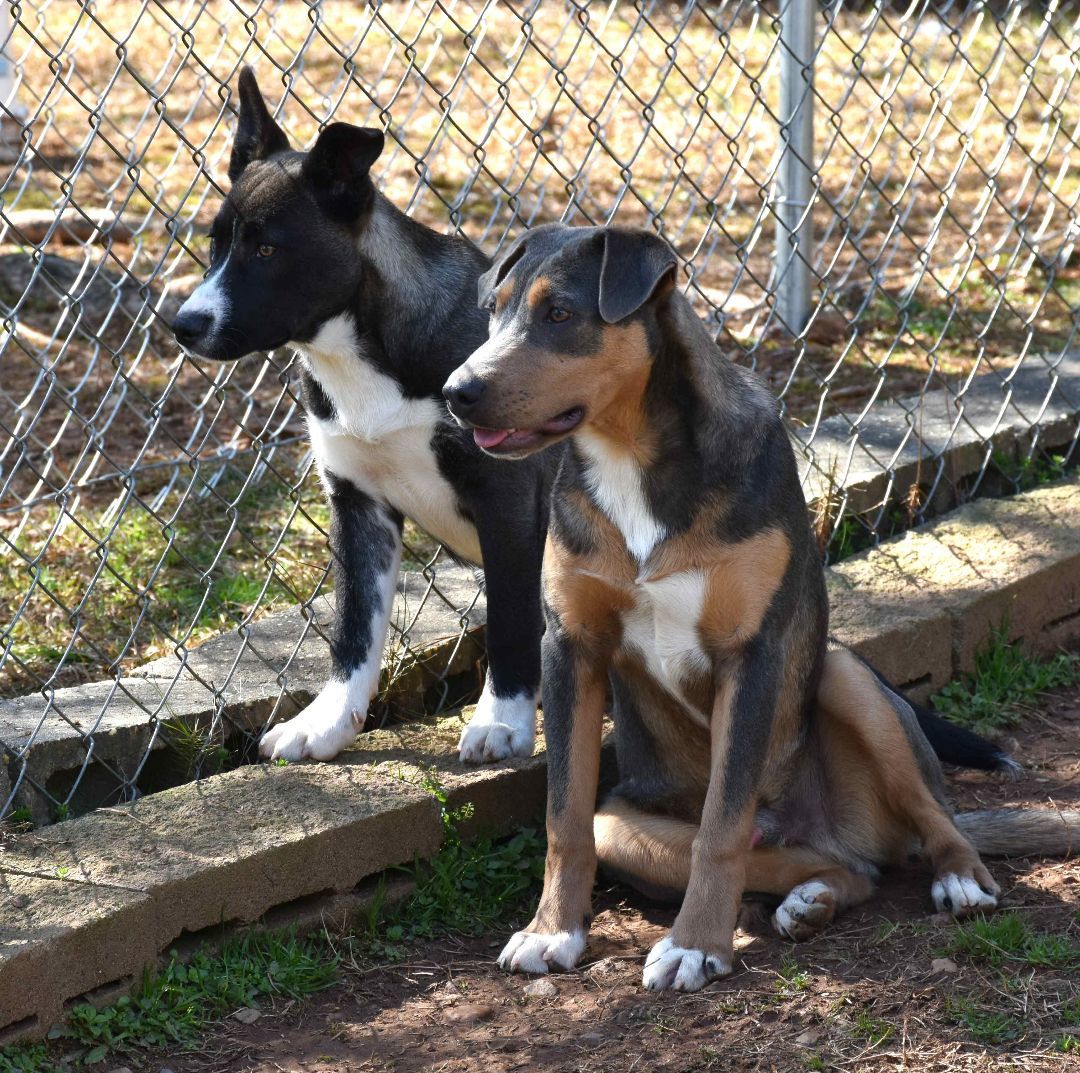 Enlarge Cupid, a Adoptable mixed breed image 5/6