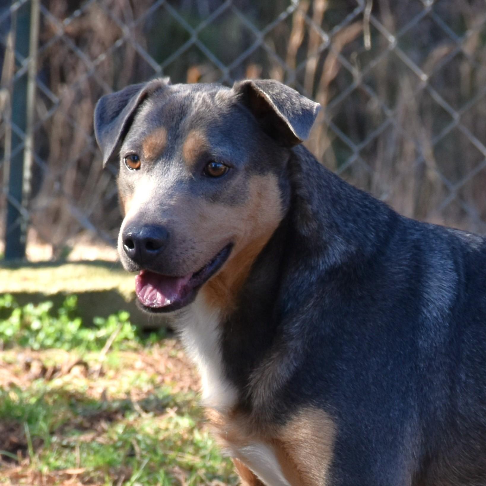 Enlarge Cupid, a Adoptable mixed breed in Wedowee, AL image 5/6