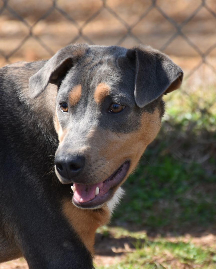 Enlarge Cupid, a Adoptable mixed breed image 6/6