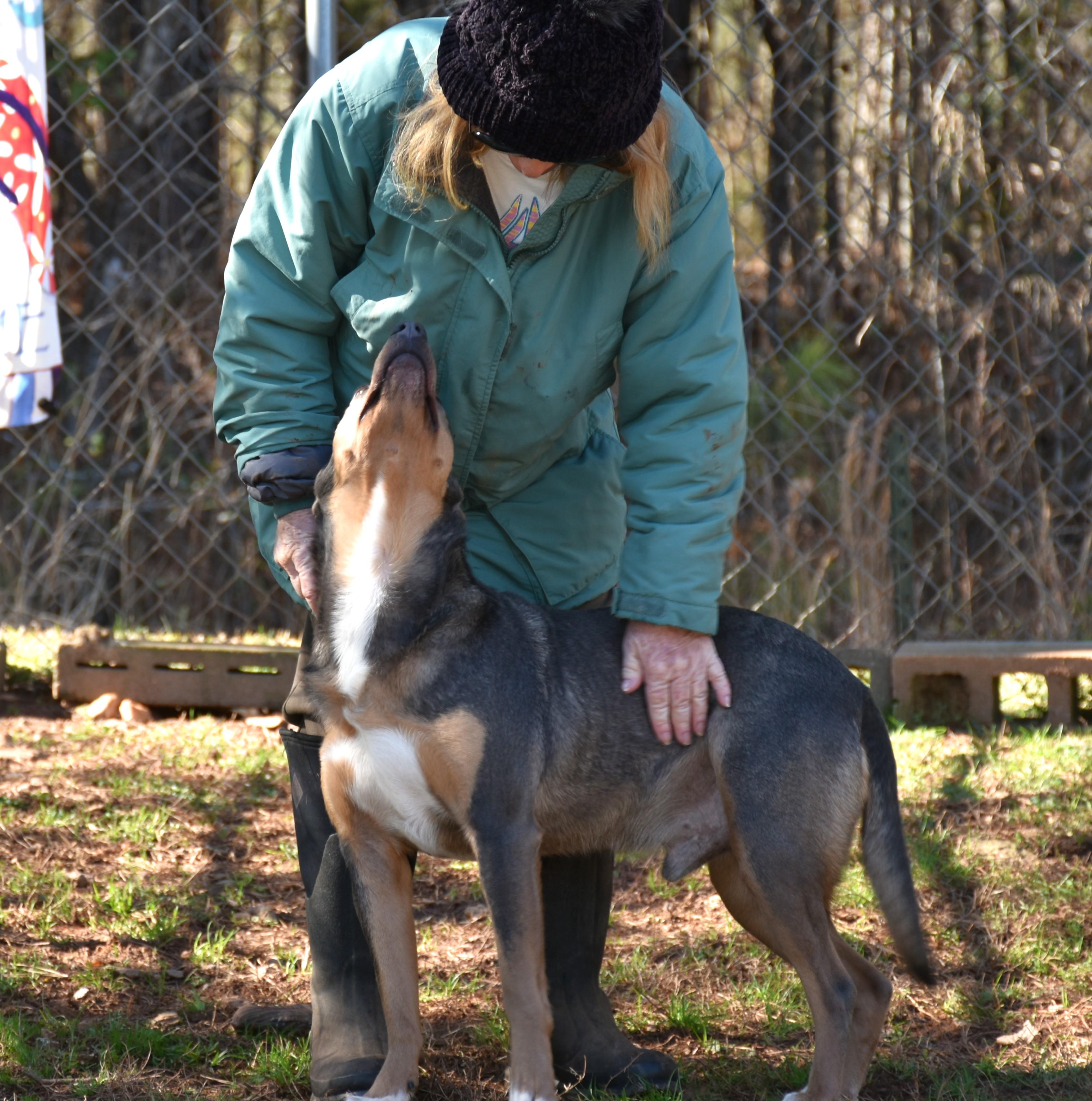 Enlarge Cupid, a Adoptable mixed breed in Wedowee, AL image 2/6