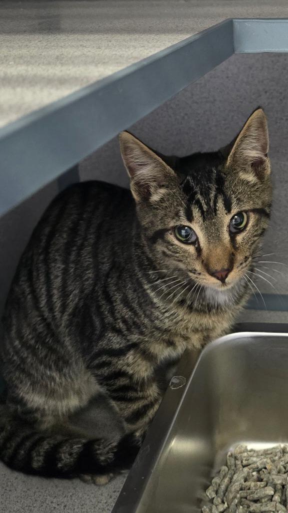 Bud, Adoptable, Young Male Domestic Short Hair.