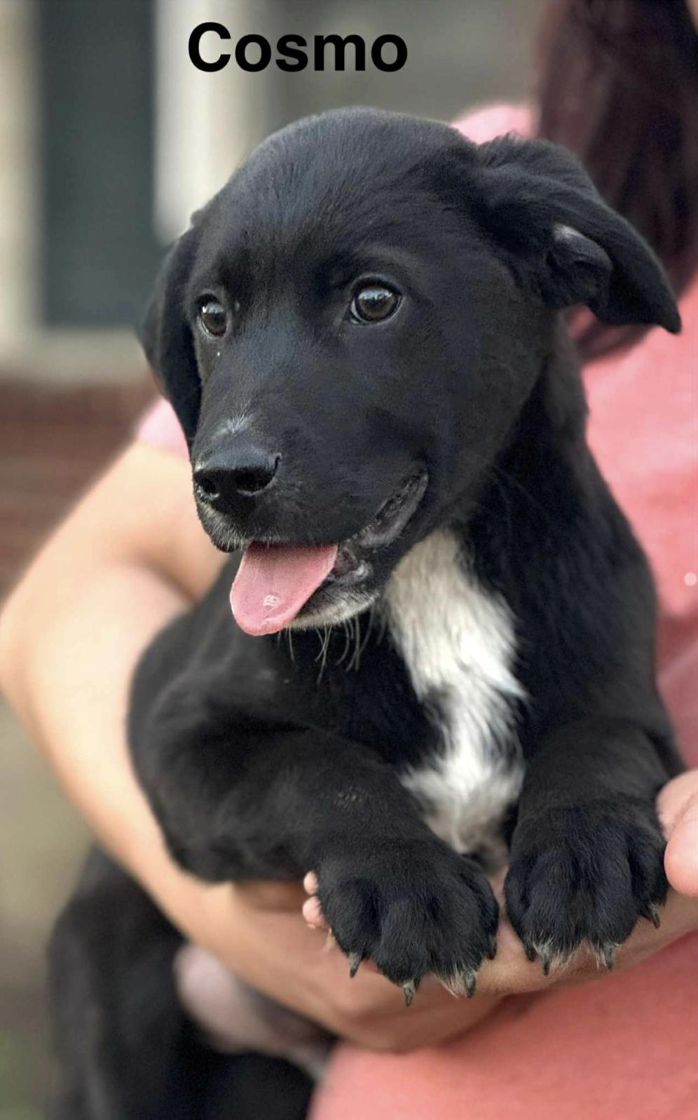 Cosmo — thumbnail 2