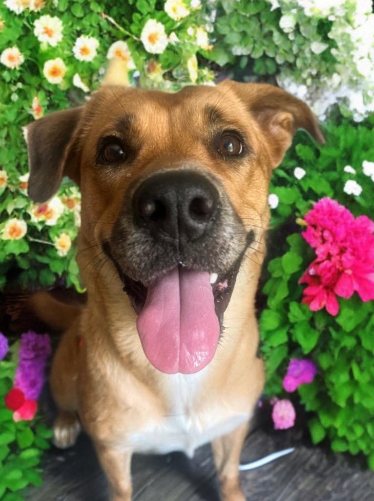 Inga, Adoptable, Adult Female Labrador Retriever & Mixed Breed.