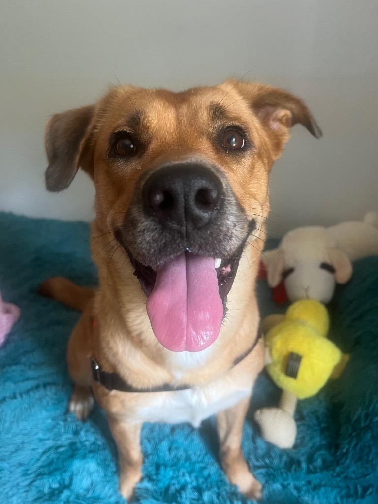 Inga, a Adoptable mixed breed in Vashon, WA image 3/3