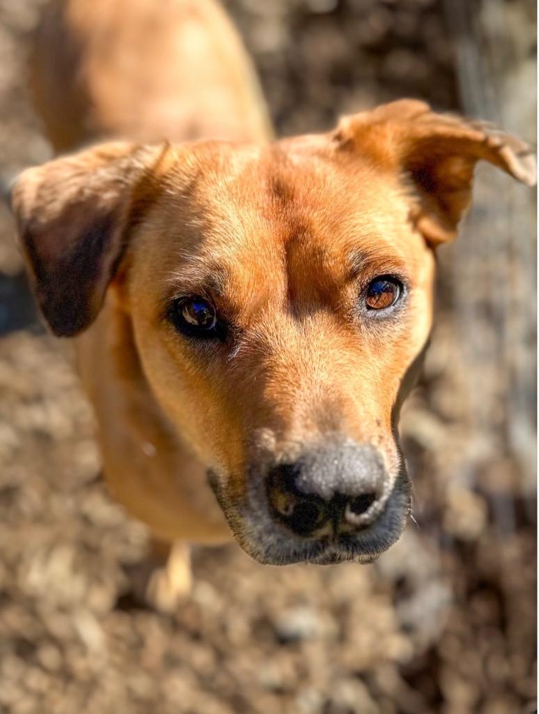 Inga, a Adoptable mixed breed in Vashon, WA image 4/4