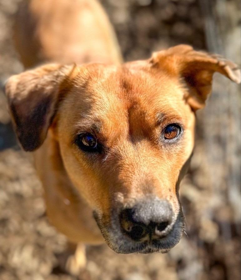 Enlarge Inga, a Adoptable mixed breed in Vashon, WA image 4/4