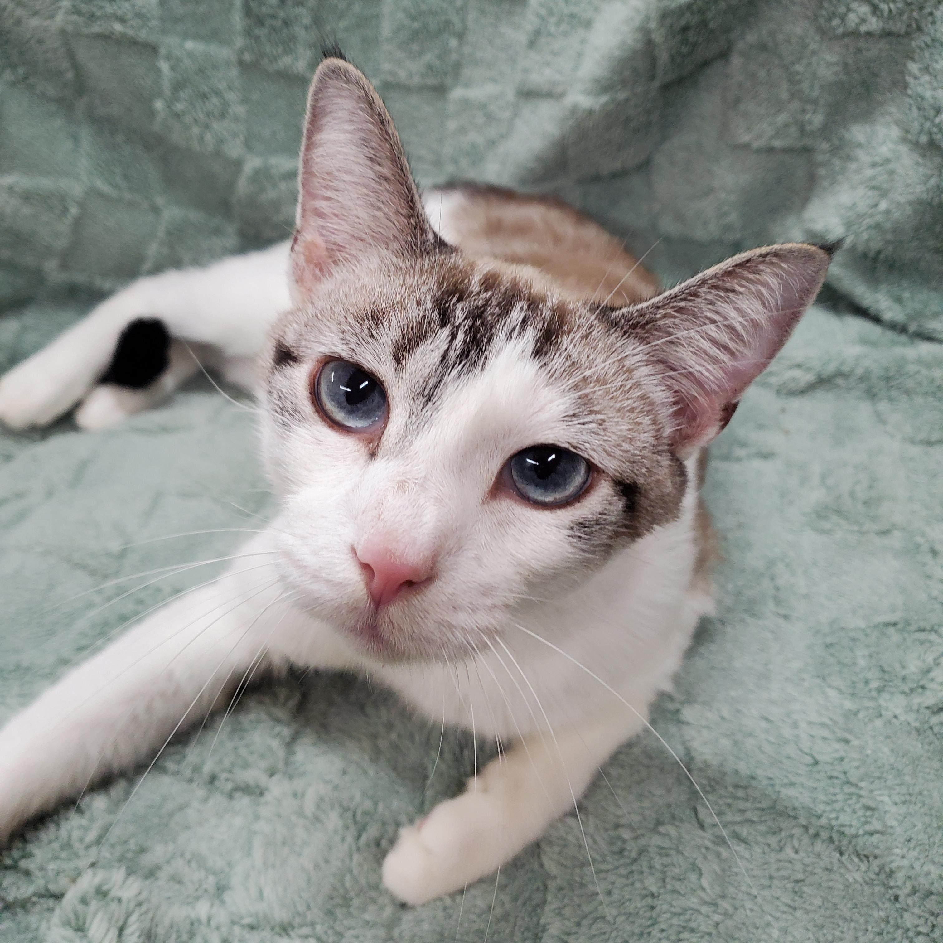 Memphis, Adoptable, Adult Male Siamese & Domestic Short Hair.