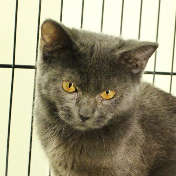 Enlarge Prissy, a Adoptable Domestic Medium Hair in Overland Park, KS image 1/3