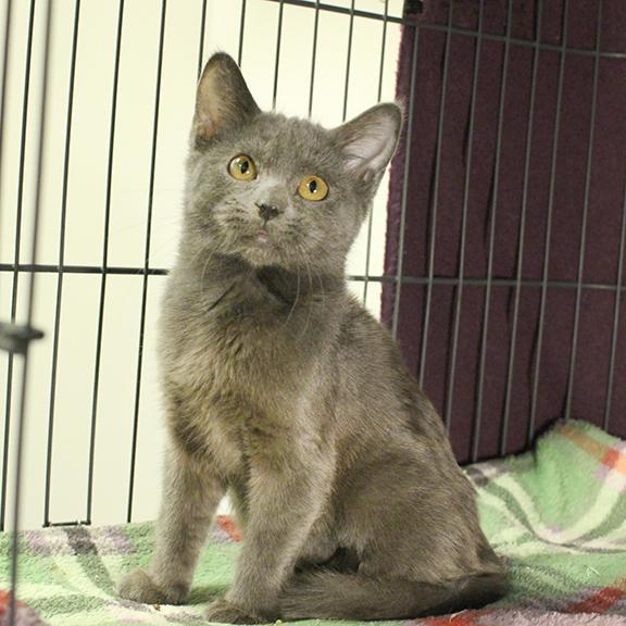 Enlarge Prissy, a Adoptable Domestic Medium Hair in Overland Park, KS image 2/3